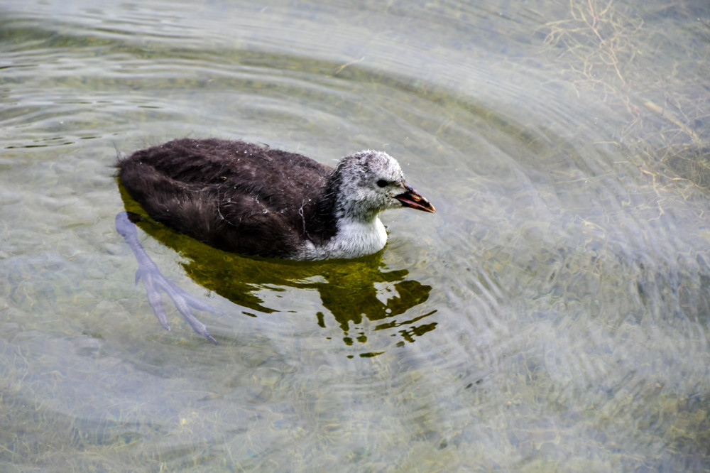 Große Füße Blässralle
Im Jugendkleid sind Vorderhals u. Brust grauweiß gefärbt, das restliche Gefieder schwärzlich. Das Stirnschild entwickelt sich erst beim adulten Vogel. Der schwarze Wasservogel mit der auffälligen Blässe u. den langen Zehen gehört zu den Rallen. Es ist somit näher mit Kranichen verwandt als mit Hühnern. (wildtierportal)
Schlüsselwörter: 2025