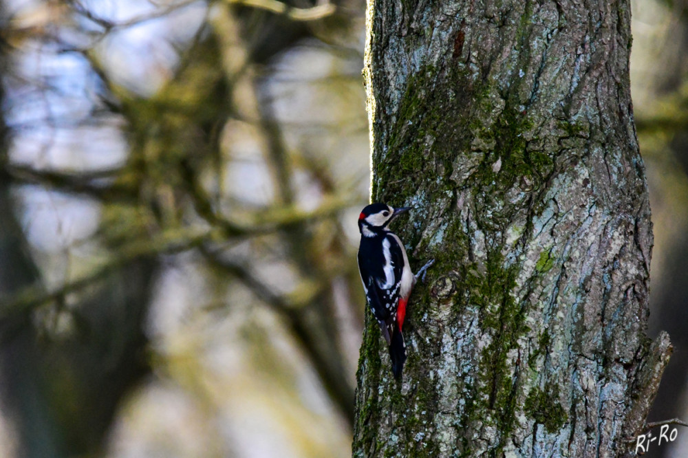 Buntspecht
stellt relativ geringe Ansprüche an seinen Lebensraum, er ernährt sich von tierischer u. pflanzlicher Nahrung. Sucht holzbewohnende Insekten u. deren Larven durch Behacken oder Absuchen von Stämmen u. Ästen. Die Rinde um den Stamm wird in Spiralen angepickt u. die aus den Saftbahnen austretenden zuckerhaltigen Tropfen abgeleckt. (tiere-im-wald)
Schlüsselwörter: 2026