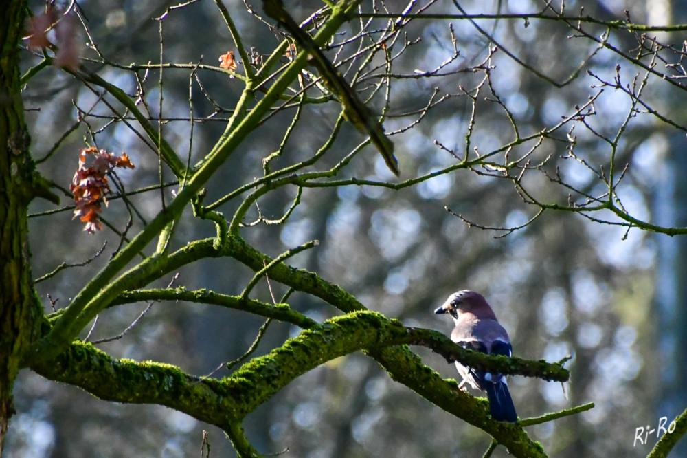 Eichelhäher
ist ein Singvogel, der im Frühjahr besonders aktiv ist. Mit einem lauten Alarmruf warnt er die Waldtiere vor Feinden. (wikipedia)
Schlüsselwörter: 2026
