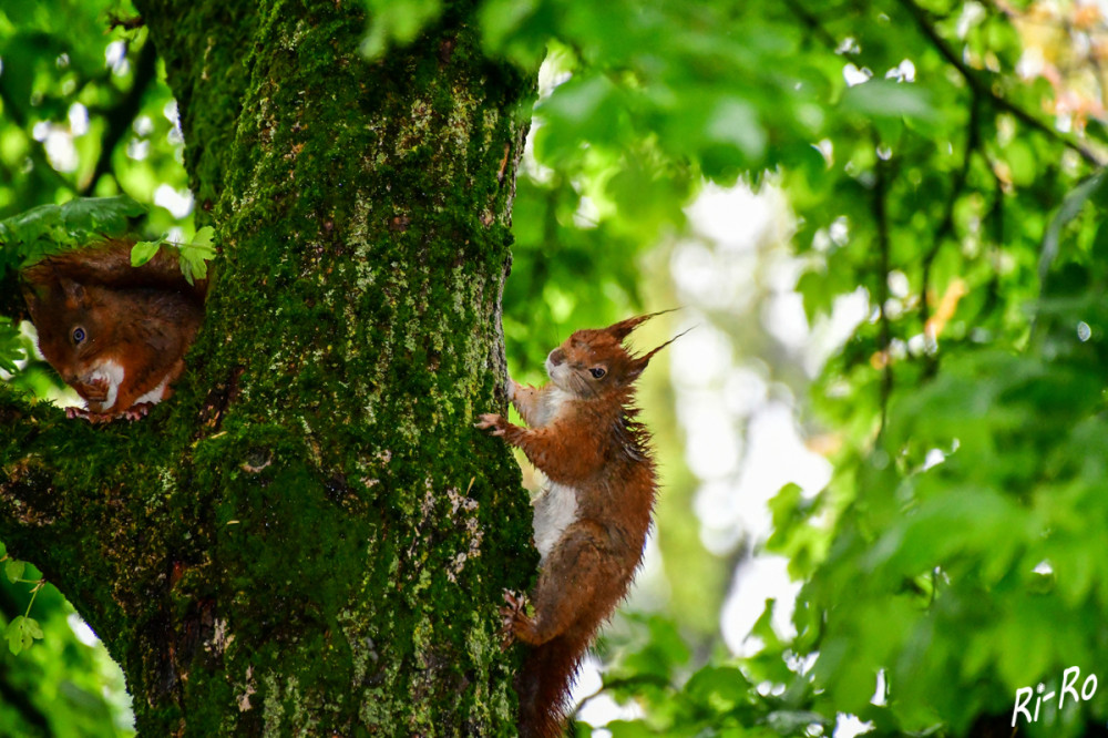 Zwei im Baum
Schlüsselwörter: 2025