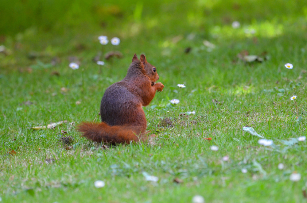 6- Eichhörnchen
gehören zu den bekanntesten Nagetieren unserer Wälder u. Gärten. Ihre geschickte Futtersuche, ihr Vorratsverhalten u. die Kletterkünste machen sie zu faszinierenden Beobachtungsobjekten. (natuva)
Schlüsselwörter: 2025