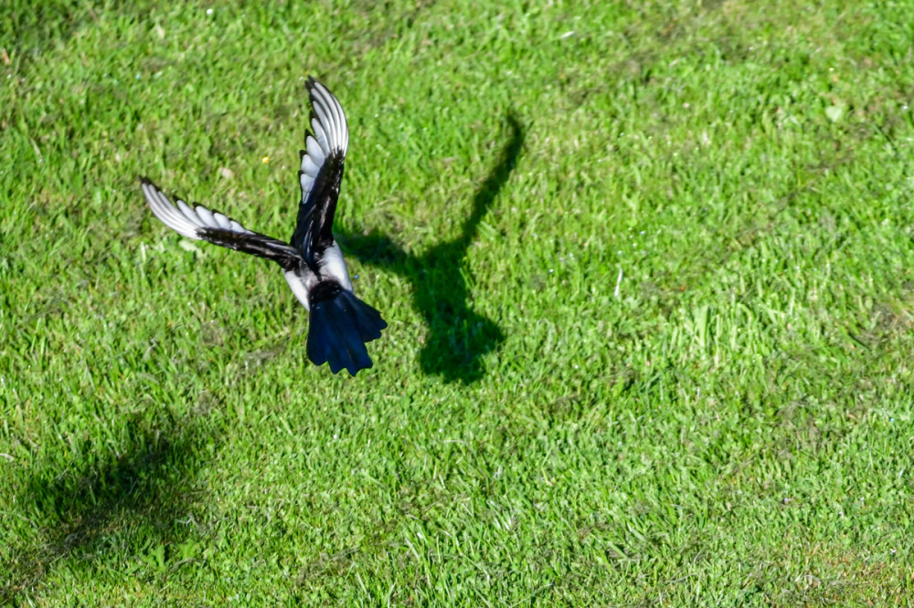 Elster im Flug
Die Grundfarben von Elstern sind Schwarz u. Weiß. Der Schwanz ist gestuft u. häufig so lang wie der gesamte Rest des Körpers, auf jeden Fall aber länger als die Flügel. Bauch, Flanken u. Schultern sind weiß, auch die Handschwingen sind überwiegend weiß. Das restliche Gefieder ist schwarz mit irisierendem Glanz. (wikipedia)
Schlüsselwörter: 2026