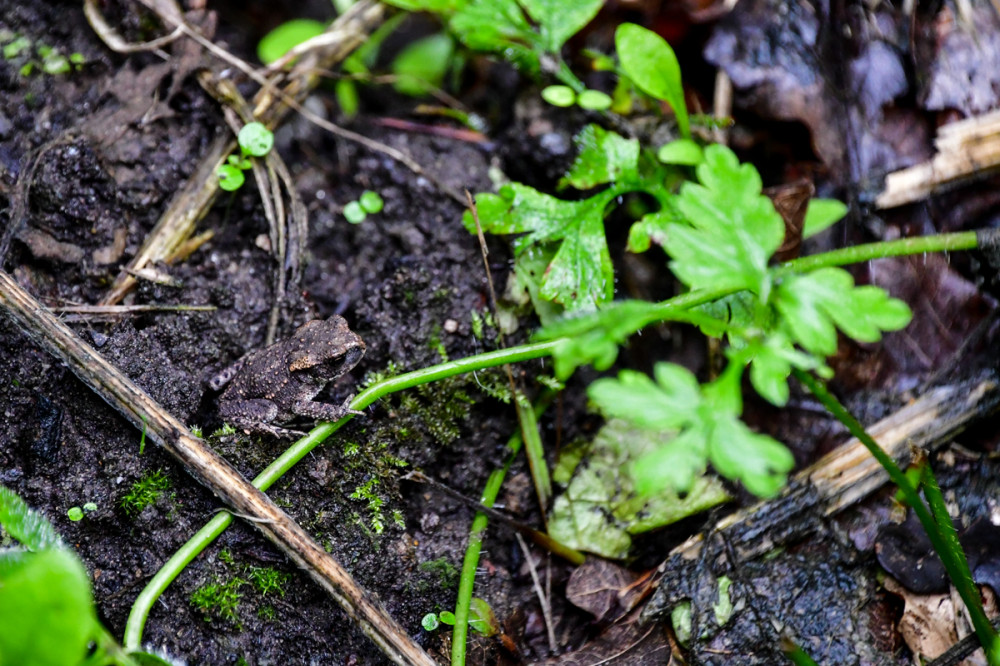 Gute Tarnung
Die Erdkröte ist mit einer Größe von bis zu elf Zentimetern eine unserer größten Amphibienarten. Die Oberseite ist bräunlich gefärbt u. mit einer Vielzahl von Warzen ausgestattet. Die Unterseite ist schmutzig weiß u. manchmal grau gesprenkelt. (nabu)
Schlüsselwörter: 2025