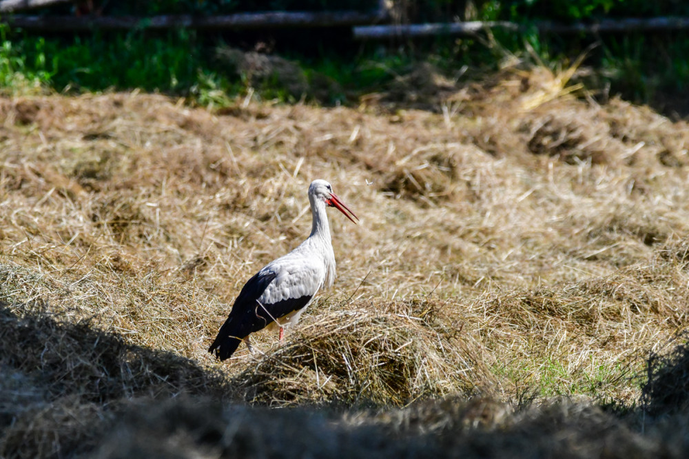 Erkundungstour
Wenn die Beute erst einmal mit Blicken fixiert ist bleiben die Jäger regungslos stehen u. schnappen im richtigen Moment zu. Feldmäuse werden gerne an den Ausgängen ihrer Gänge erwartet. (stoerche.de)
Schlüsselwörter: 2026