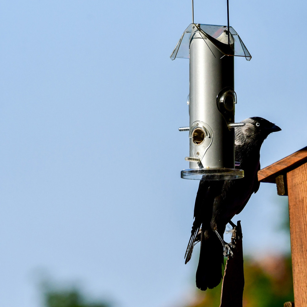 Fütterung
Wenn Dohlen bei der Futterstelle angelockt werden sollen, dann geht das sehr gut mit Haferflocken, Getreide u. gekochten Kartoffeln. (vogelhaus)
Schlüsselwörter: 2026
