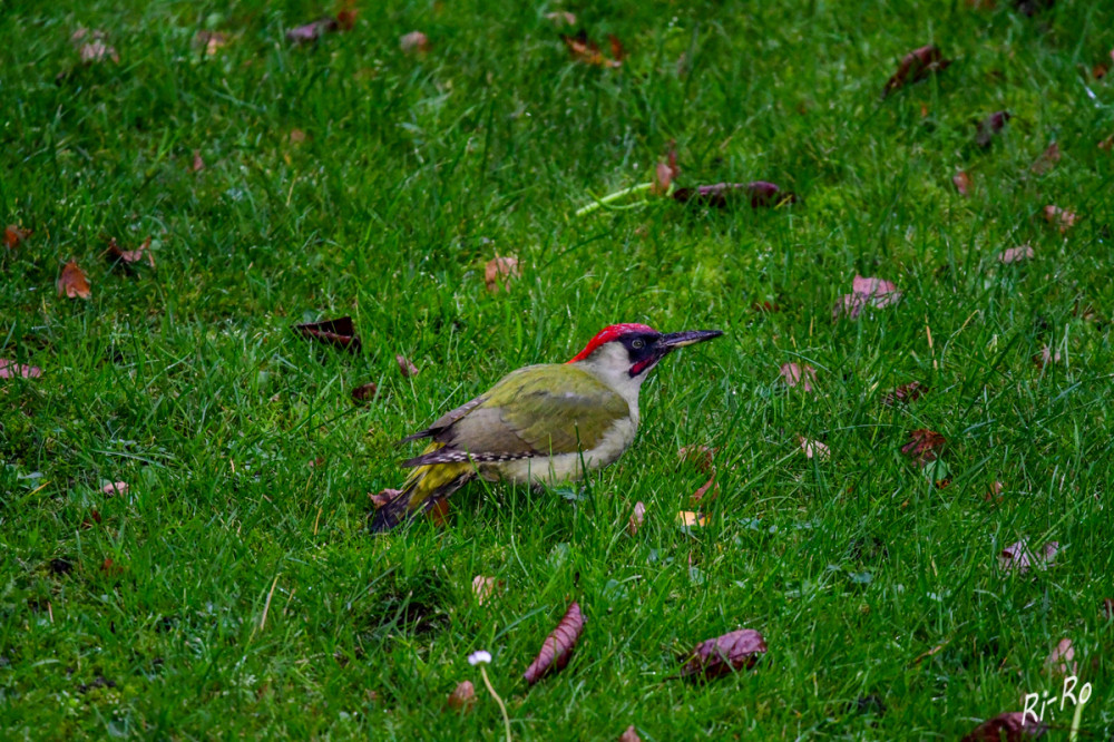 Moosgrünes Gefieder
eine markante schwarze Zorro-Maske u. einen roten Scheitel das ist er, unser heimischer Grünspecht. Wenn er auf kurzrasigen Wiesen am Boden auf Nahrungssuche unterwegs ist, kann man ihn nur schwer entdecken. (Nabu)
Schlüsselwörter: 2025