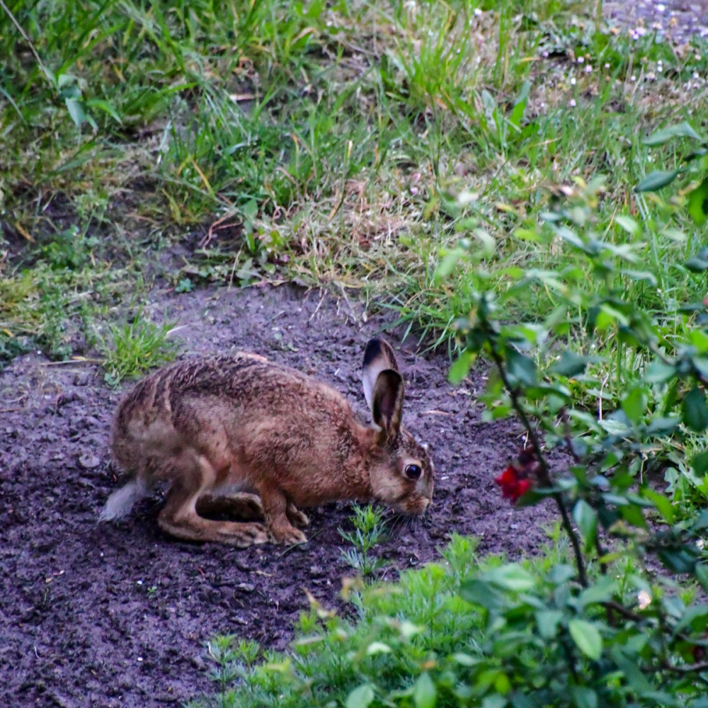 Im Garten
Echte Hasen haben im Vergleich zu anderen Hasenartigen sehr lange Hinterbeine, die rund doppelt so lang sind wie die Vorderbeine u. sehr große Ohren. Der Schädel ist dünner als bei anderen Hasenartigen. (wikipedia)
Schlüsselwörter: 2025