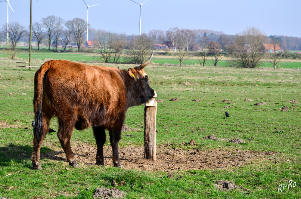 Am Leckstein
Fälschlicherweise wird das Heckrind oftmals auch als Auerochse oder Ur bezeichnet. Das Heckrind ist vielmehr das Produkt des langjährigen Versuches, den 1627 ausgestorbenen Auerochsen rück zu züchten. Es ist nach den Brüdern Heinz u. Lutz Heck benannt. (auferstandenausruinen)


Schlüsselwörter: 2026