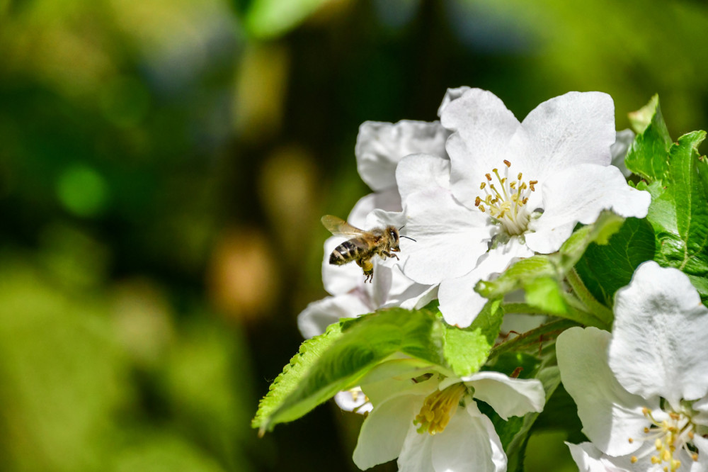 Honigbiene im Anflug
Sie sind die Hauptbestäuber, sammeln Nektar sowie Pollen u. übertragen dabei den Blütenstaub von Blüte zu Blüte. (ard)
Schlüsselwörter: 2026