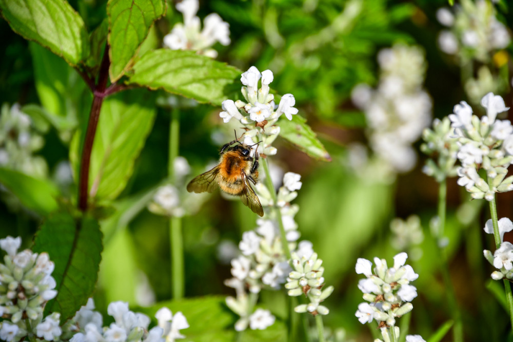 Hummel
Anflug von unten. Fleißig beim Nektar sammeln.
Schlüsselwörter: 2025