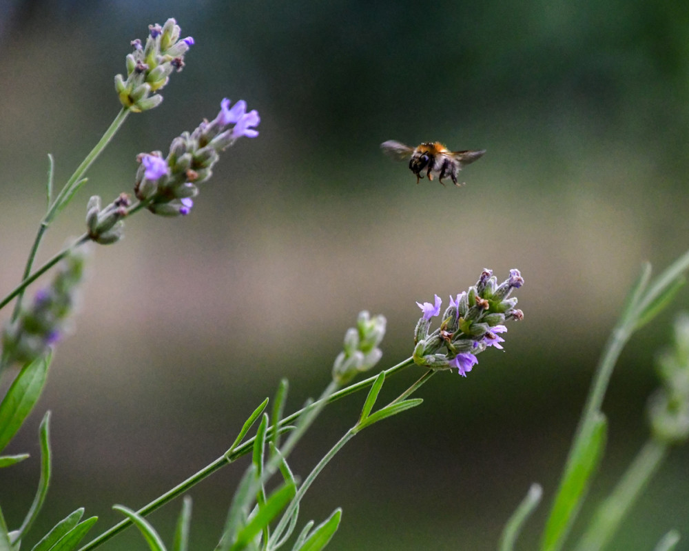 Hummel im Anflug
Sie sind einzigartige Insekten, die durch ihre aerodynamischen Anpassungen u. die Bewegung ihrer Flügel in der Luft fliegen können. Sie sind bekannt für ihre Fähigkeit, in der Luft zu schweben u. sind in der Lage, in der Höhe zu navigieren. (lt. KI)
Schlüsselwörter: 2026