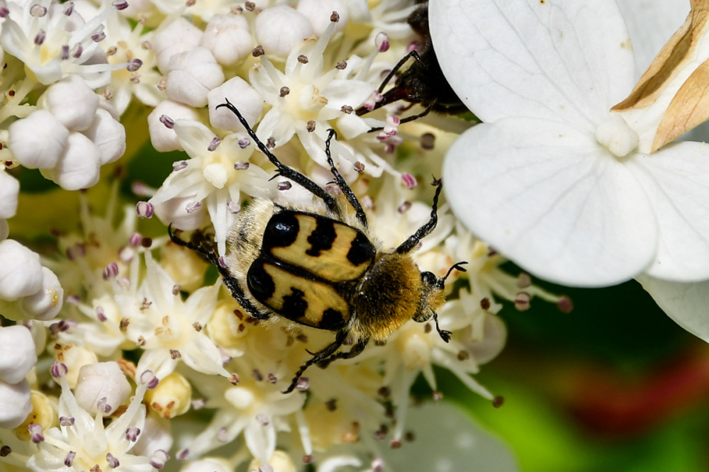 Hübscher Käfer
Der Gebänderte Pinselkäfer ist ein faszinierender Käfer, der oft mit einer Hummel verwechselt wird dank seines pelzigen Körpers u. der auffälligen schwarz-gelben Streifen auf den Flügeldecken. Er gehört zur Familie der Blatthornkäfer, ist ca. 14 mm groß u. fliegt von Mai bis Juli. Sein Lebensraum sind Wald- u. Wiesenränder, blütenreiche Gebiete, besonders auf Doldenblütlern ist dieser zu finden. (lt. regenwurm)


Schlüsselwörter: 2025