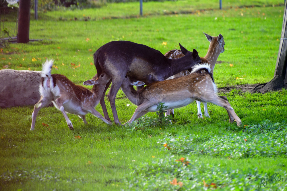 Familienglück
Kahlwild lebt ganzjährig in Mutterfamilien, die aus einem Alttier u. seinem Kalb sowie dem Kalb des Vorjahres besteht. (jaegerschmiede)


Schlüsselwörter: 2025