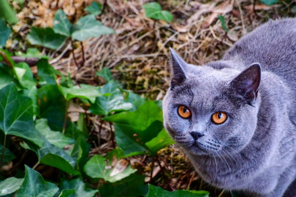 Alles im Blick
Die Kartäuser-Katze bezaubert mit ihrem blaugrauen Fell u. bernsteinfarbenen Augen. Generell ist sie mittelgroß u. kräftig gebaut. (tierheim)
Schlüsselwörter: 2026