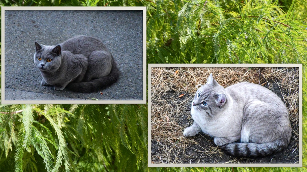 Freigängerkatzen
genießen die Möglichkeit, zu jagen, zu klettern, zu erkunden u. ihr Revier zu markieren. Sie können Distanzen von einem Kilometer oder mehr zurücklegen. Durch Treffen auf andere Katzen entstehen soziale Kontakte. (katzenwikipedia)
Schlüsselwörter: 2026