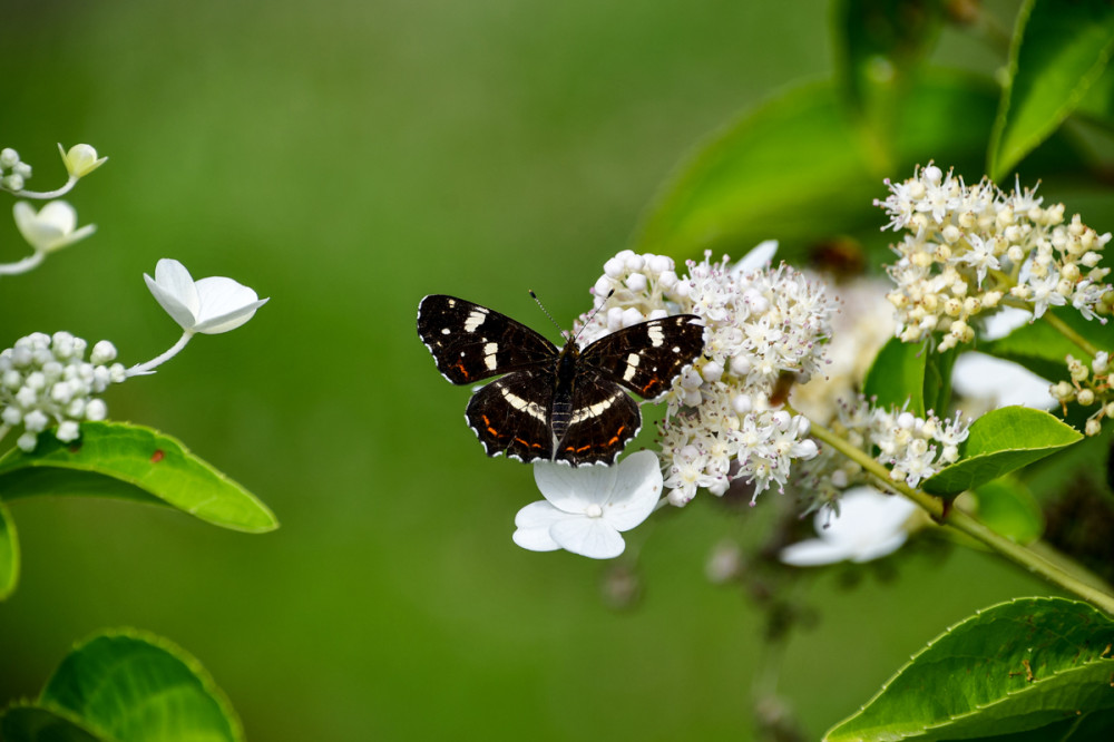 Sommergeneration des Landkärtchens
es bevorzugt feuchte Hochstaudenfluren mit Brennnesseln, wie sie in lichten Wäldern, an Waldrändern u. Gärten anzutreffen sind. Der Falter fliegt bei uns in der Regel in zwei Generationen von April bis Juni u. von Juli bis August. Erst durch Zuchtversuche um 1830 konnte nachgewiesen werden, dass es sich um zwei Generationen derselben Art handelt, die zudem auch noch verschieden gefärbt sind. (bund-naturschutz)
Schlüsselwörter: 2025