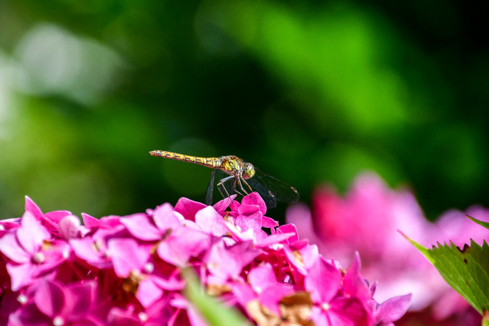 Wieder da
Libellen zählen zu den faszinierendsten Insekten unseres Planeten u. spielen eine wichtige Rolle in vielen Ökosystemen. (libellen.tv)
Schlüsselwörter: 2026