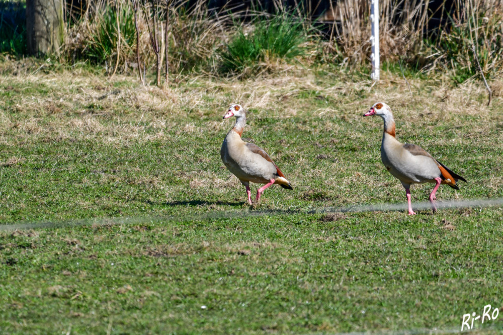 Gleichschritt
Nilgänse sind aufgrund ihrer bunten Gefiederfärbung, der dunkelbraunen Augenmaske u. der kräftig rosaroten Farbe der Füße unverwechselbar. (mein-schoener-garten)


Schlüsselwörter: 2025