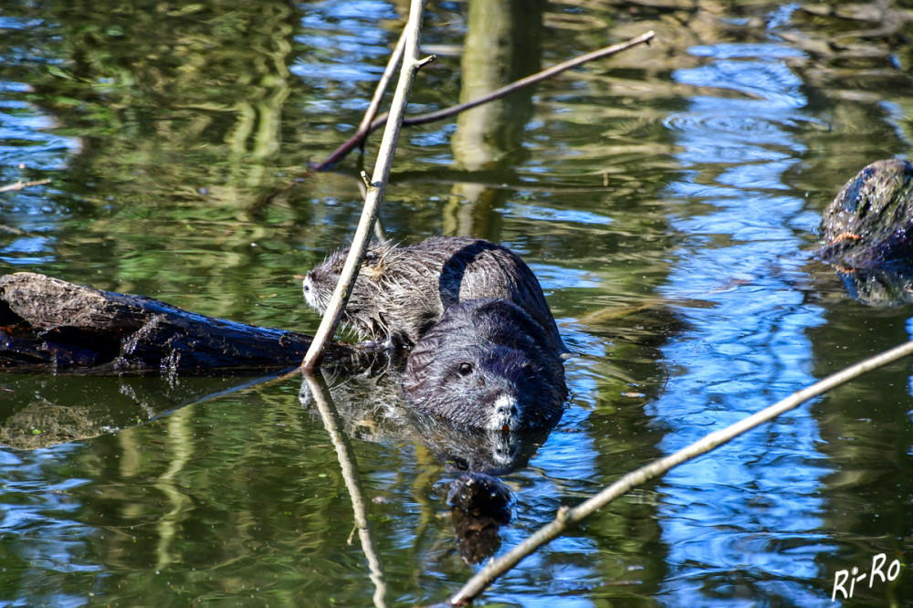 Nutria
breiten sich in Deutschland vor allem aus, weil die Winter milder sind u. die Tiere gefüttert werden. Sie beschädigen Wasserschutzdämme durch unterirdische Gänge. (lt. jagdverband)
Schlüsselwörter: 2025