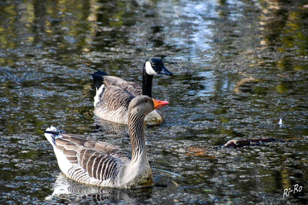 Paarbildung in der Vogelwelt
Wenn sich zwei verschiedene Gänsearten verpaaren, entstehen so genannte Hybridgänse. Verliebt sich eine Kanadagans in eine Graugans, wird ihr Nachwuchs eine bunte Mischung aus beiden Gänsen. (kanadagänse.de)
Schlüsselwörter: 2026