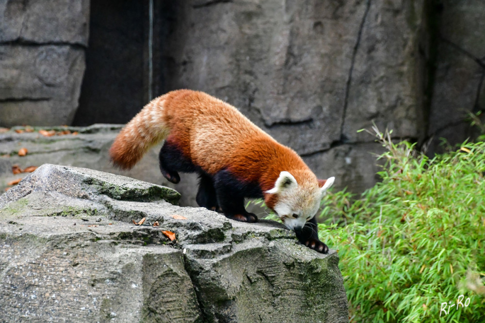 Einzigartig
ist der sechste Finger an den Vorderpfoten des Westlichen Kleinen Pandas, der ihm dabei hilft, Bambusblätter besser greifen u. fressen zu können. Er wird auch Roter Panda genannt. Dieser ist ein kleines Säugetier das in den Bergwäldern des Himalayas u. in den südwestlichen Regionen Chinas vorkommt. Mit seinem dichten, rötlich-braunen Fell u. seinem markanten Schwanz ist er ein bezauberndes Tier. (tierenzyklopaedie)
Schlüsselwörter: 2025
