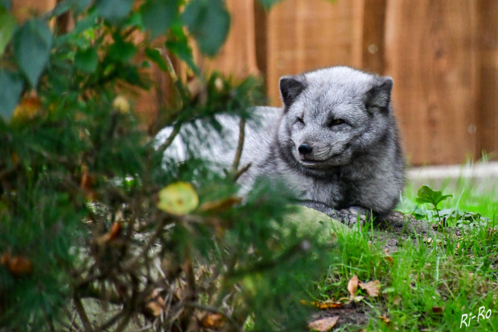 Polarfuchs
Schneefuchs oder Eisfuchs ist eine Fuchsart, die in der nördlichen Polarregion beheimatet ist. Der Polarfuchs ist der einzige Wildhund, der die Farbe seines Pelzes den Jahreszeiten entsprechend wechselt. Sie können es sich nicht leisten, wählerisch zu sein, u. gelten als Allesfresser. (zootier-lexikon)
Schlüsselwörter: 2025
