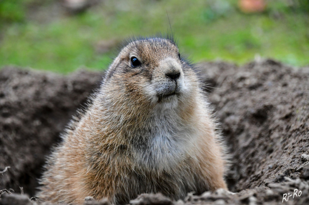 Schwarzschwanz Präriehund
sie zeichnen sich durch ihre soziale Natur u. komplexe Kommunikation aus. In der Wildnis leben sie in großen Kolonien, die aus hunderten bis tausenden von Individuen bestehen können. Er hat einen robusten, stämmigen Körperbau mit einem kurzen Schwanz. (tierenzyklopaedie)
Schlüsselwörter: 2025