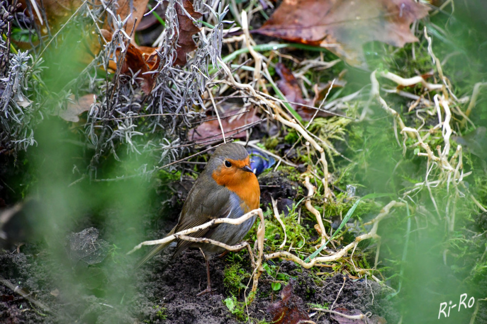 Im Gebüsch
Schlüsselwörter: 2026