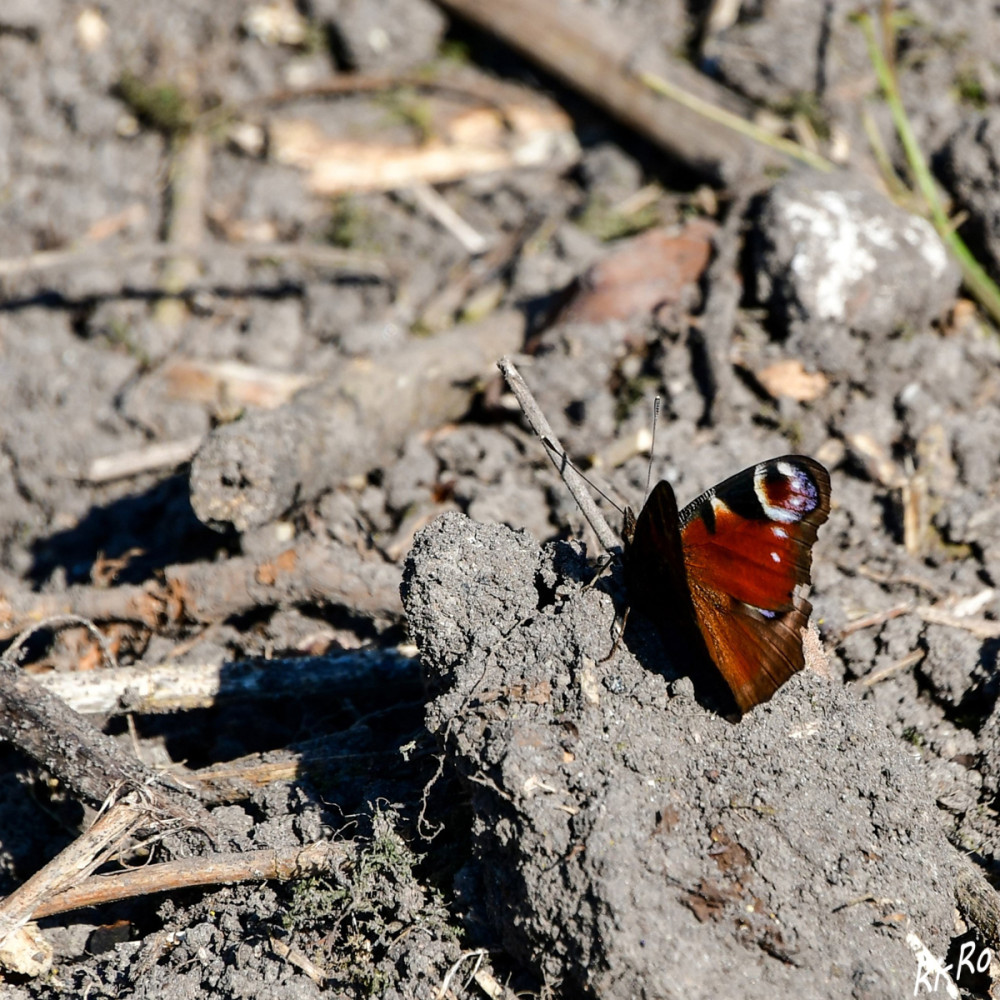 Tagpfauenauge
Es gibt Falter, bei denen stinkende organische Abfälle u. Exkremente oder verwesende Tiere auf dem Speiseplan stehen, denn diese sind Lieferanten lebenswichtiger Mineralstoffe. (helpster)
Schlüsselwörter: 2025