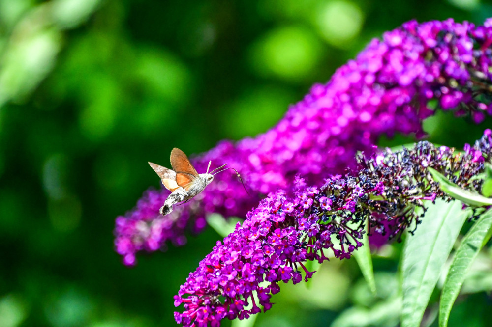 Nachtfalter
Das Taubenschwänzchen ist ein Schmetterling (Nachtfalter) aus der Familie der Schwärmer. Sein deutscher Name leitet sich vom zweigeteilten Haarbüschel am Hinterleib ab. Als Wanderfalter ist es in fast ganz Europa bekannt. (bund)
Schlüsselwörter: 2025
