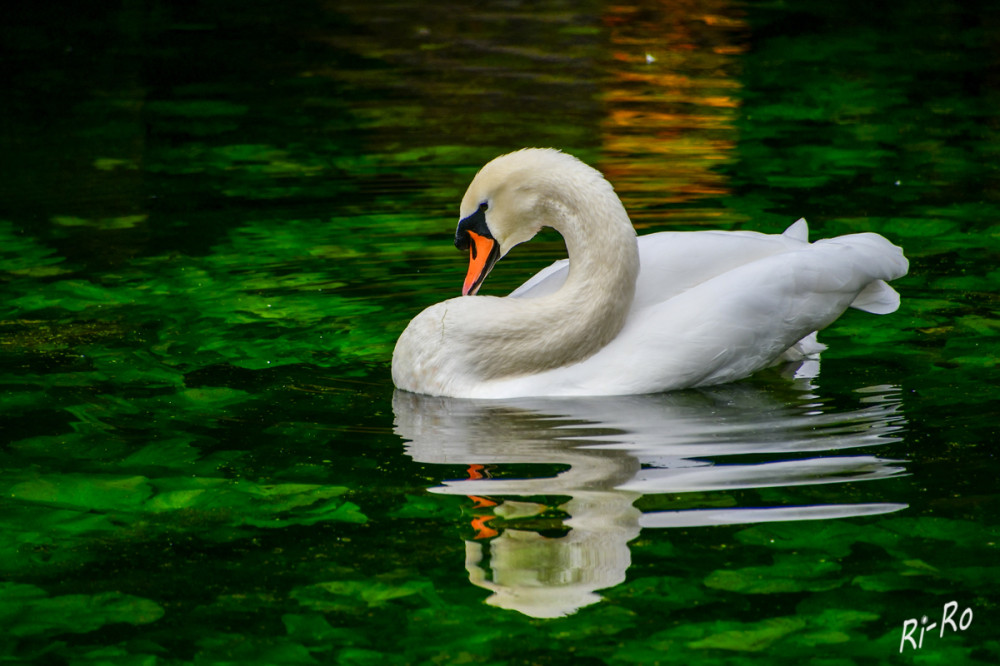 Schwan
Durch die permanente Aufnahme von Faulschlamm trägt der Schwan enorm zur Säuberung des Gewässers bei. Beim Gründeln wühlt er den Boden auf, wodurch Wasserinsekten u. Mollusken freigelegt u. anderen Wasservögeln zugänglich gemacht werden. (schwanenschutz-komitee)


Schlüsselwörter: 2025