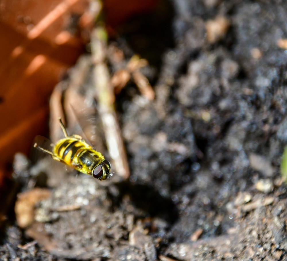 Schwebfliege
der älteste fossile Beleg einer Schwebfliege stammt aus kreidezeitlichem Sibirischem Bernstein. Etliche Arten haben hummel-, wespen- oder bienenähnliche Formen. (wikipedia)


Schlüsselwörter: 2025