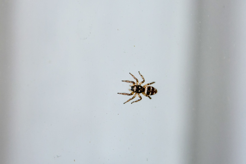 Springspinne
diese lauert am Boden oder an Hauswänden auf ihre Beute u. springt sie an. Der schnelle Sprung erfordert auch eine Veränderung des Sehsinns. Ihre Lebensdauer ist mit etwa 1-2 Jahren relativ kurz. (wikipedia)
Schlüsselwörter: 2026