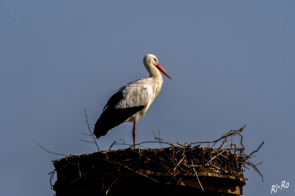 Geduldig warten
In der Regel trifft das Storchen-Weibchen erst einige Tage nach dem Männchen ein. Ein Storchennest nennt man Horst. Es kann jahrzehntelang genutzt werden u. erreicht eine Höhe von bis zu drei Metern. (planet-wissen)
Schlüsselwörter: 2026