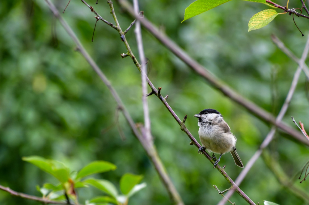 Unser Gast
Die Sumpfmeise kommt in Deutschland vor allem in baumbestandenen Ackerflächen, großen (Obst-)Gärten u. Parks vor. (heimische-voegel)
Schlüsselwörter: 2025