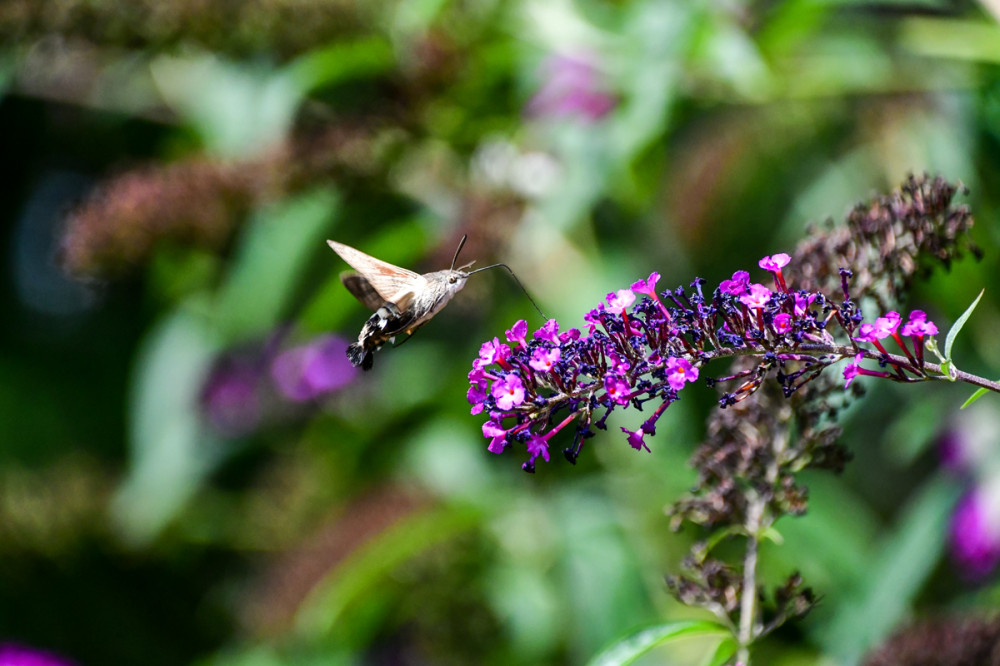 Taubenschwänzchen
es gehört biologisch zu den Nachtfaltern, schwirrt aber gerade an warmen, sonnigen Tagen vor den Blüten. Schwärmer fliegen doch nur nachts? Das Taubenschwänzchen ist die Ausnahme. (pflanzjahr)
Schlüsselwörter: 2026