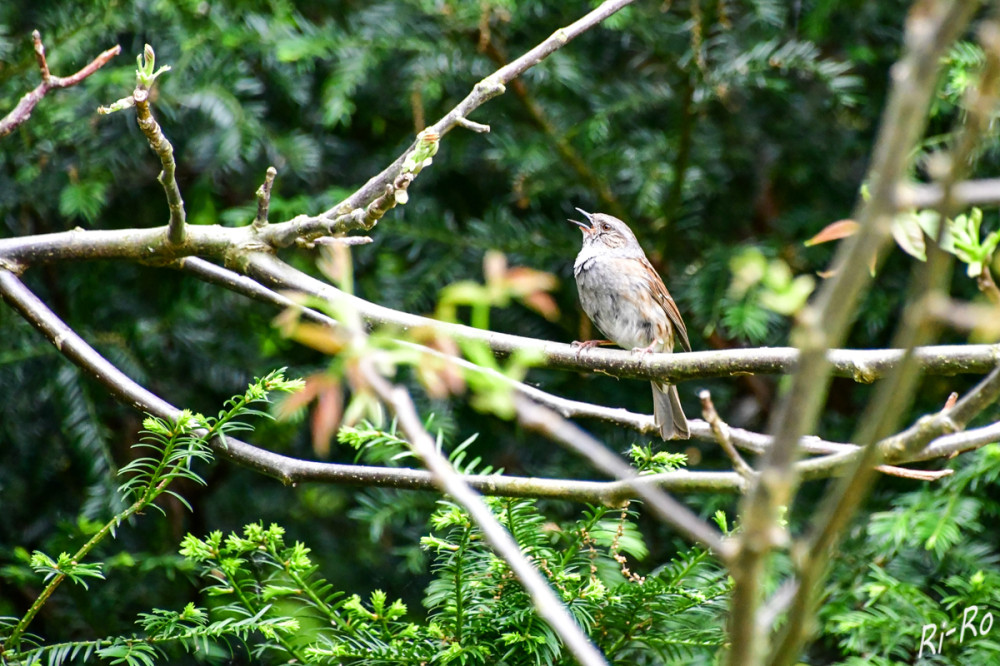 Heckenbraunelle
ist ein graubrauner, kleiner Vogel mit einem feinen Schnabel. Zur Ernährung gehören Insekten, Samen u. Spinnen. (vogelwarte)
Schlüsselwörter: 2025