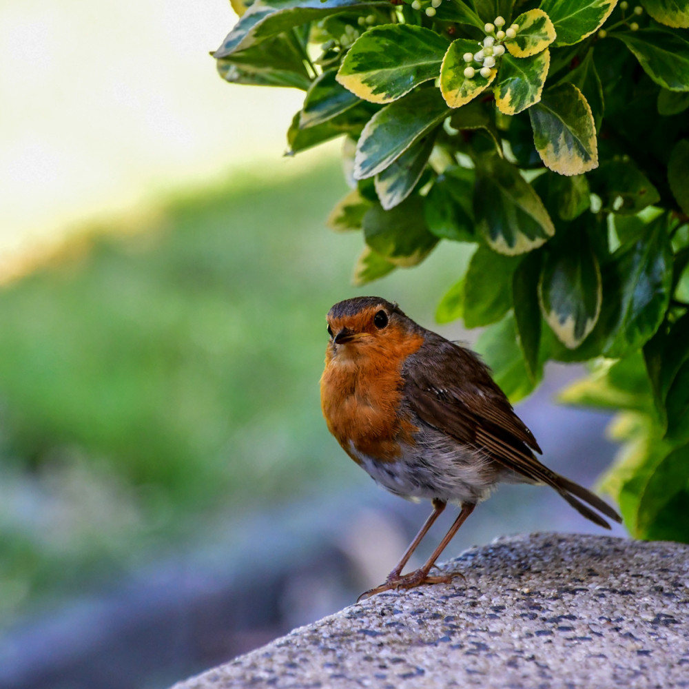 Knopfauge mit Pfiff
Das Rotkehlchen ist eine Vogelart aus der Familie der Fliegenschnäpper. Sie sind etwa spatzengroße, hellbraune Vögel mit hellem, fast weißem Bauch. Durch die leuchtende, orange-rote Kehle sind sie unverwechselbar. (LBV)


Schlüsselwörter: 2025