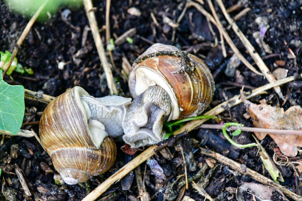 Kuschelzeit
Die Paarung bei Schnecken kann mehrere Stunden dauern u. beinhaltet oft komplexe Verhaltensweisen, wie zum Beispiel das Umschlingen der Partner. (praxistipps.focus)
Schlüsselwörter: 2025
