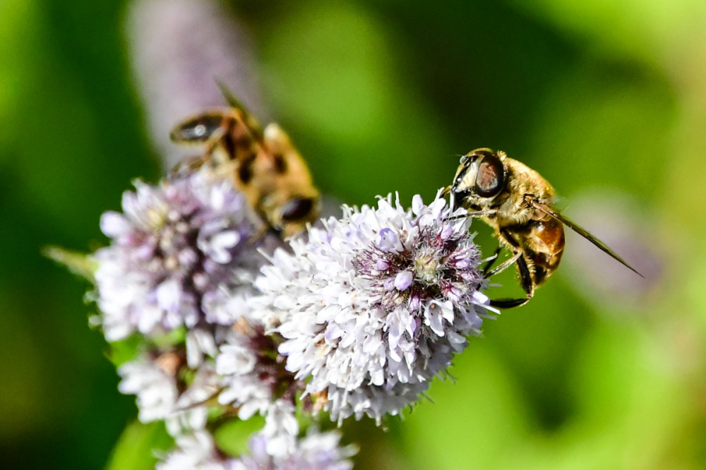 Auftanken
Die duftenden Lippenblüten der Pfefferminze bieten Honigbienen, Hummeln u. zahlreichen Wildbienenarten reichlich Nektar sowie Pollen, weshalb sie eine wertvolle Nahrungsquelle im Garten darstellen. (Bienenroute)
Schlüsselwörter: 2026