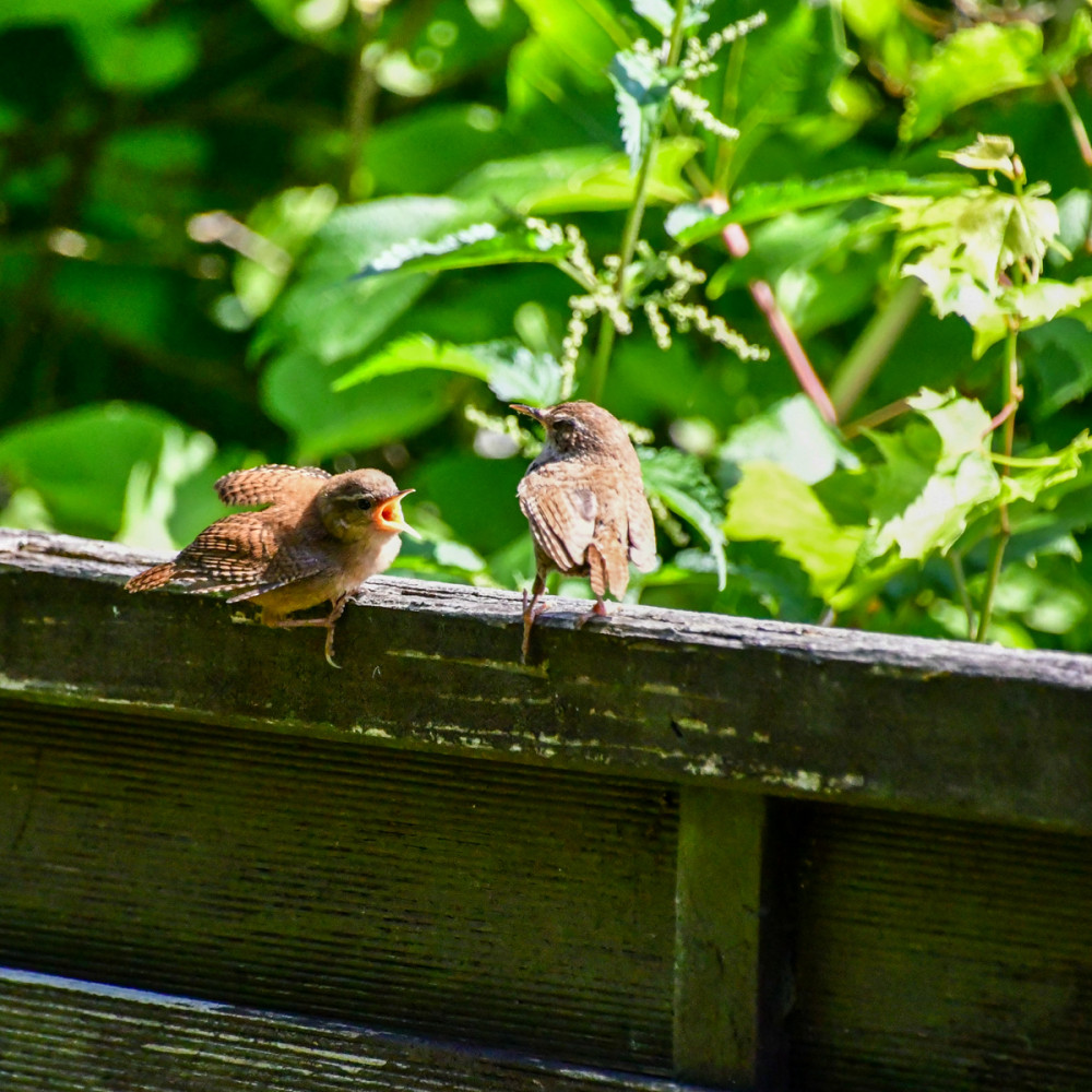 Elterliche Fürsorge
Zaunkönig-Junge wachsen schnell u. verlassen das Nest nach etwa 15 bis 20 Tagen, obwohl sie noch einige Zeit von den Eltern betreut u. gefüttert werden, bis sie selbstständig werden.
Er ist ein kleiner, aber charakterstarker Vogel, der mit seinem lebhaften Wesen die Herzen erobert. (tierische-trends)

Schlüsselwörter: 2025