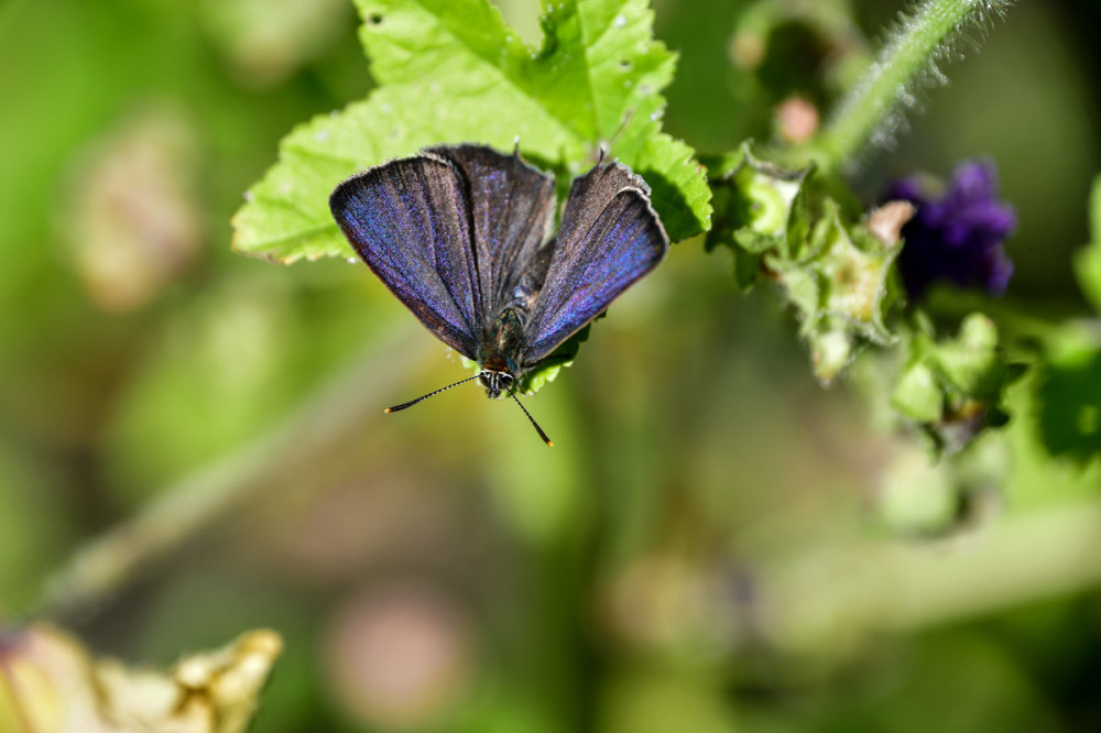 Kleine Schönheit
Der Blaue Eichen-Zipfelfalter gehört zur Familie der Bläulinge. Der kleine Falter hat eine Flügelspannweite von ca. 2,5 bis 3,5 cm. Namensgebend sind für alle Zipfelfalter die Zipfel an den Flügelenden der Hinterflügel. Die Flügeloberseite ist braungrau mit größeren blauen Anteilen. (bund-rlp)
Schlüsselwörter: 2025