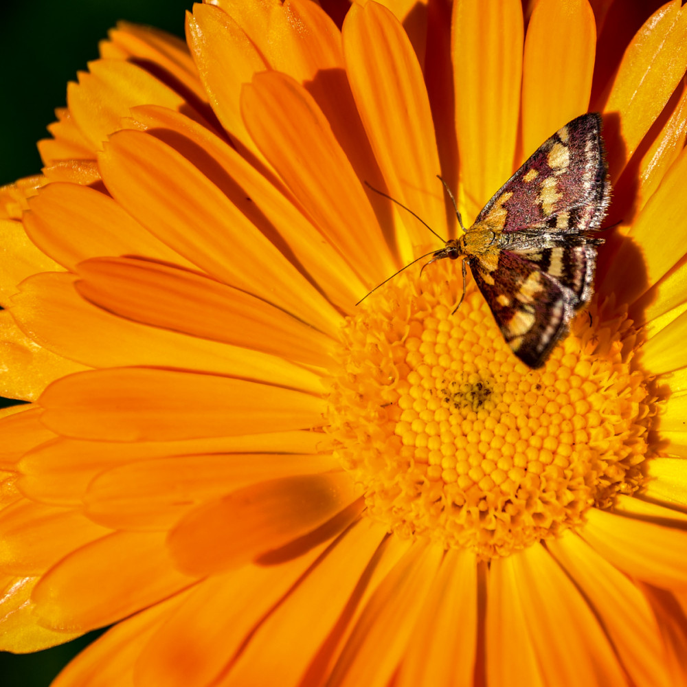 Tag- und Nachtaktiv 
Der Purpurrote Zünsler fliegt von Mai bis September an Wegrändern, auf Ödland, im Wiesen-Biotop oder auf Magerrasen, es werden zwei Generationen pro Jahr ausgebildet. Die Raupen der Art fressen bevorzugt Minze-Arten, Thymian u. Dost. Die Falter können eine Flügelspannweite von 18 bis 22mm erreichen. (digital-nature)
Schlüsselwörter: 2025
