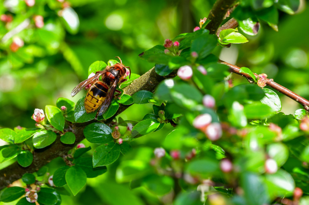 Hornisse
sie ist nicht per se aggressiv u. greift höchstens in unmittelbarer Nähe zum Nest an, um dieses zu verteidigen. Da sie hauptsächlich lebende Insekten u. Raupen vertilgt, interessiert sie sich auch nicht für süße Brotaufstriche u. Getränke. (umweltbundesamt.)
Schlüsselwörter: 2026