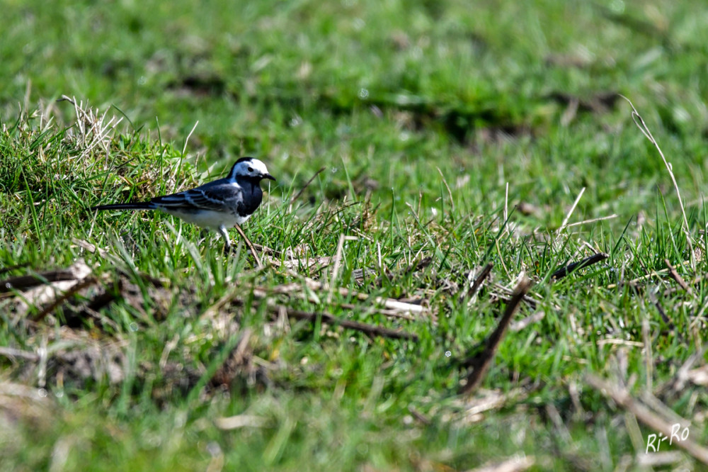 Bachstelze
als geschickter Insektenjäger hat sie einen abwechslungsreichen Speiseplan. Die Nahrungssuche findet meist am Boden oder in niedrigen Vegetationsschichten statt. Mit ihrem scharfen, dünnen Schnabel picken sie ihre Beute präzise auf u. können so auch kleine Insekten u. Larven effektiv aufspüren. (heimische-voegel)
Schlüsselwörter: 2026
