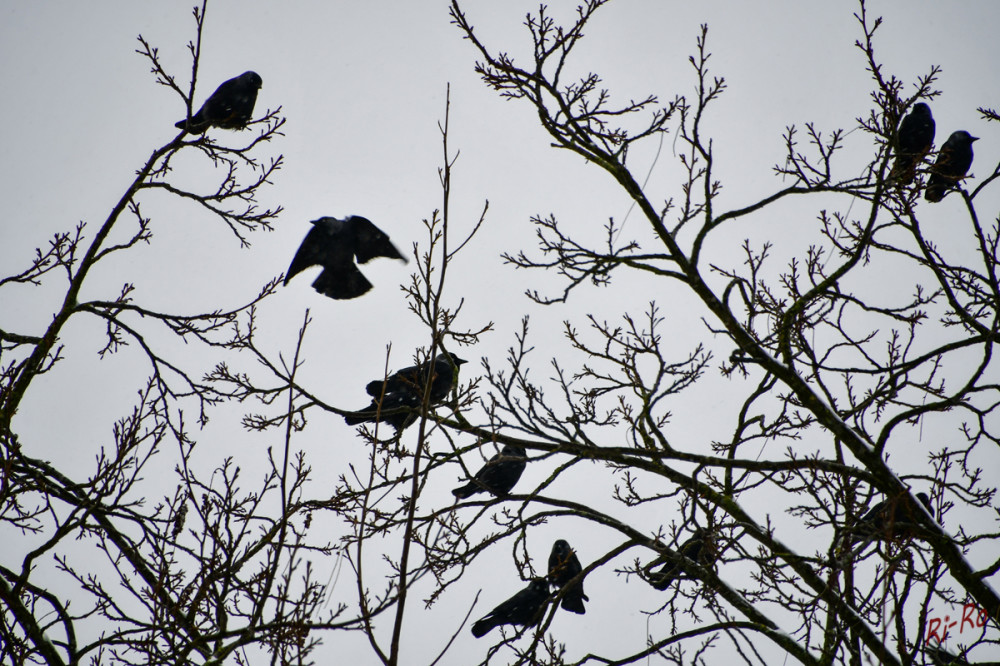 Versammlung
Schnee liegt in der Luft. Dohlen sind gesellige Vögel, die oft in großen Gruppen leben u. sich von verschiedenen Samen, Beeren, Insekten u. Abfällen ernähren. Strenge Winter mit hoher Schneedecke können zu Bestandseinbrüchen führen. (natuva)
Schlüsselwörter: 2026