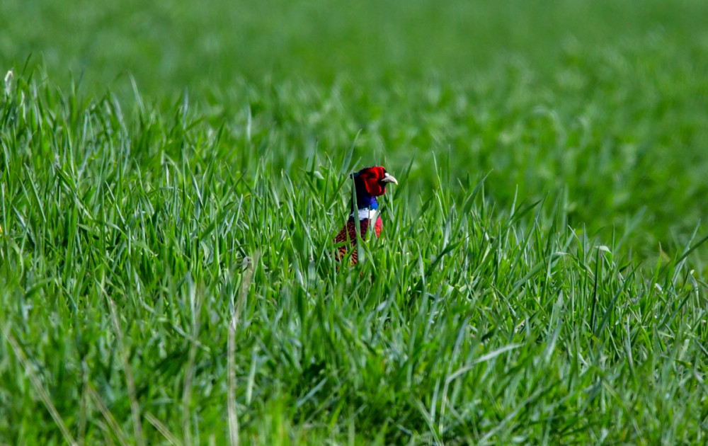 Geduckt im Feld
Der Fasan vertreibt sich die Zeit bevorzugt in Auwäldern, Getreide- u. Maisfeldern oder Gebüschen in der Nähe von Gewässern. Weil er tagaktiv ist u. nur mäßig fliegen kann, geht er bei der Nahrungssuche gerne in Deckung. (sbs.sachsen)
Schlüsselwörter: 2026