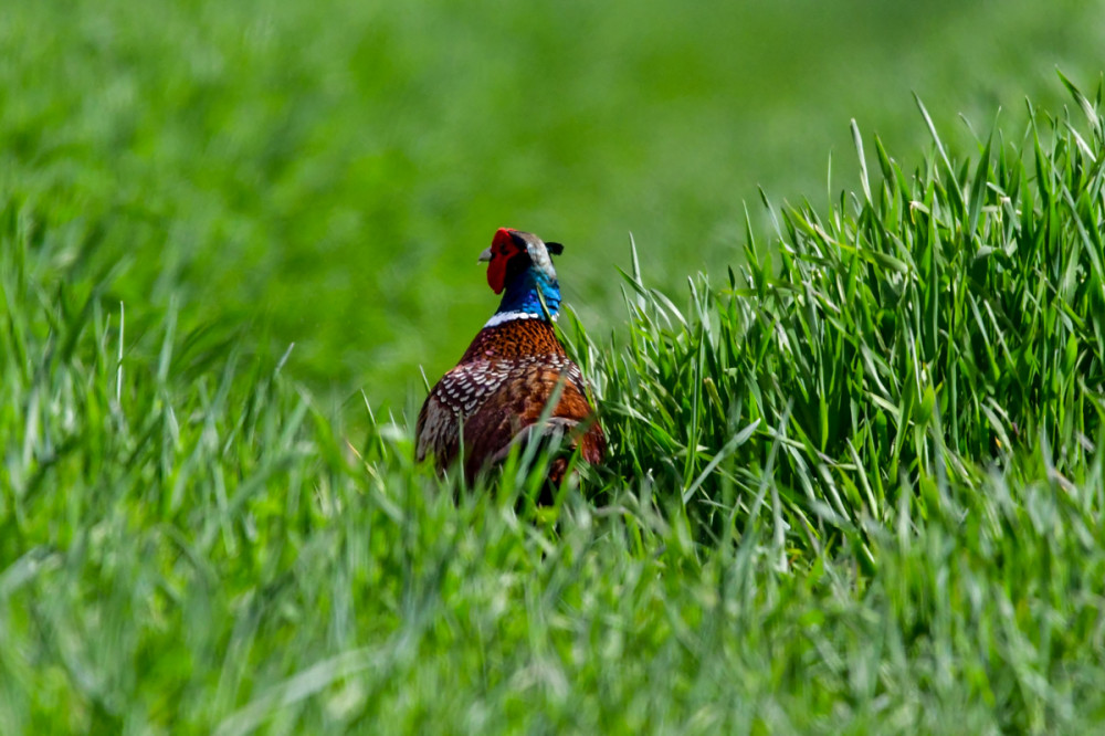 Chinesischer Ringfasan
In Deutschland wurden vor allem vier Arten vom Fasan eingeführt. Er ist ein Vogel, der deutlich besser rennen als fliegen kann. Deshalb auch die Bezeichnung: Infanterist. (waidwissen)
Schlüsselwörter: 2026
