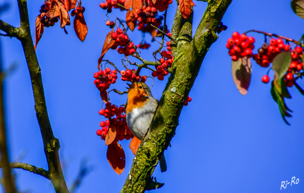 Singendes Rotkehlchen
im Baum mit sehr großem Fruchtbehang. Leuchtend roten Beeren, die ab September bis über den Winter haften bleiben. Die Beeren sind eine wichtige Nahrungsquelle für Vögel. (lt. KI)
Schlüsselwörter: 2026