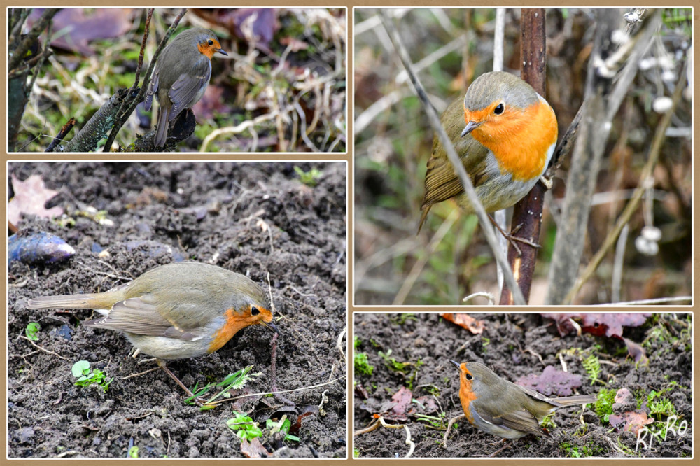 Charmanter Gast
in unserem Garten. Rotkehlchen verbringen einen Großteil ihrer Zeit dicht an Sträuchern oder Hecken. Kälte u. fehlende Nahrung erschweren vielen Vögeln das Überleben. Als Weichfutterfresser suchen sie sich ihre Nahrung bevorzugt am Boden. (ndr)
Schlüsselwörter: 2026